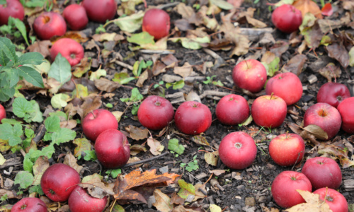 Sustainability Funding